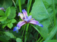 /album/fotogalerie-nabidka/iris-graminea-jpg/